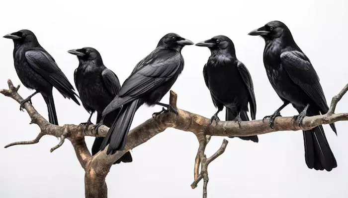 Crows disappearing : కాకులు కనుమరుగు.. భూమిపై అవి లేకుంటే ఏం జరుగుతుందో తెలుసా?