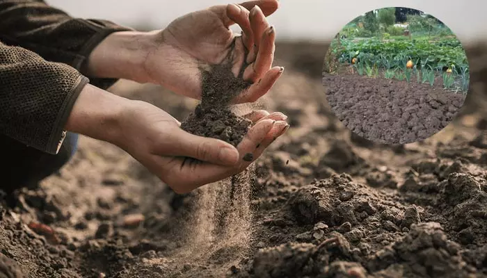 Scent in the soil: వర్షంలో తడిసిన మట్టిలో సువాసన ఎందుకు వస్తుంది?.. అసలు కారణం ఇదే!