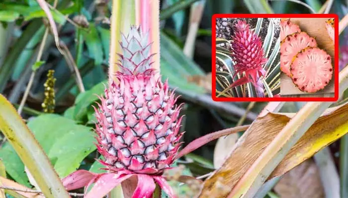 Pink Pineapple: పోషకాలు పుష్కలంగా ఉండే పింక్ పైనాపిల్స్ ఎక్కడ పండిస్తారు.. ఎన్నిడేస్ నిల్వ ఉంటాయి?