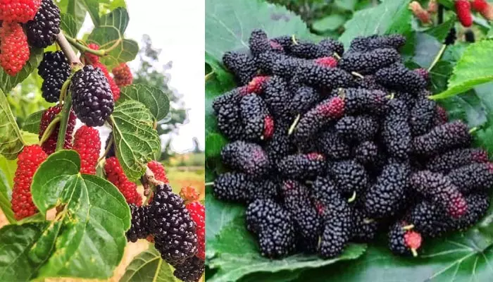 Mulberry fruits: ఏడాదిలో మూడు నెలలు మాత్రమే దొరుకుతాయ్.. ఇవి తింటే డాక్టర్ అవసరం లేదిక!