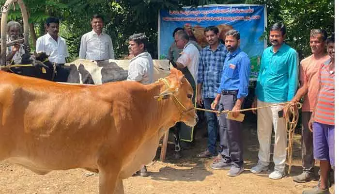 సాహివాల్ జాతి పిండాలను దేశి ఆవులకు మార్పిడి