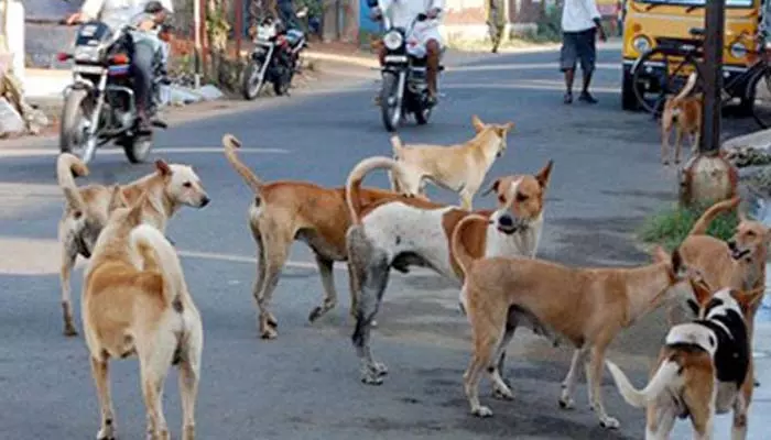 ఆగని వీధికుక్కల దాడులు.. గద్వాల జిల్లాలో బాలుడిపై విరుచుకుపడిన శునకాలు