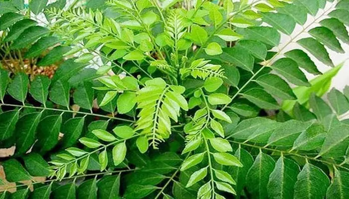 Curry Leaves: కూరలో రోజూ వాడే కరివేపాకు గురించి ఈ  5 విషయాలు తెలుసుకోండి?