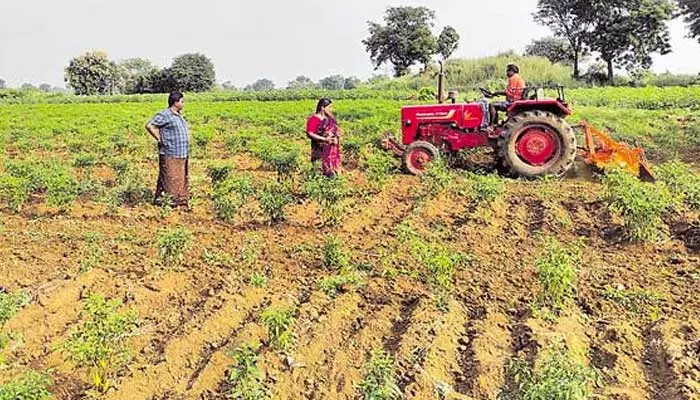 మిర్చికి పడిపోయిన ధర..  10 ఎకరాల పంట తొలగింపు