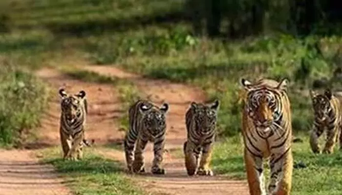 Wild life: 50 ఏళ్లలో 73 శాతం తగ్గిన వన్యప్రాణులు.. లివింగ్ ప్లానెట్ రిపోర్ట్‌లో సంచలన విషయాలు