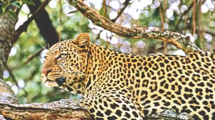 Leopard Attack: యూపీలో చిరుత దాడిలో ఎనిమిదేళ్ల చిన్నారి మృతి