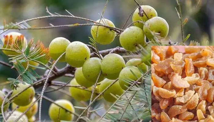 Health with Amla : ఎండు ఉసిరిలో పోషకాలు మెండు.. తింటే ఆ వ్యాధులన్నీ పరార్..!