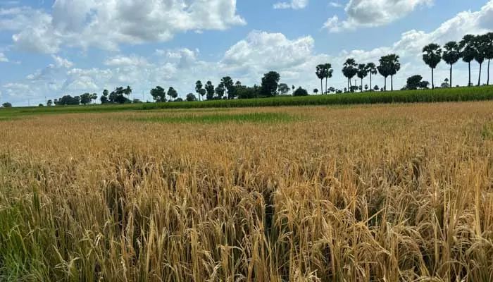 రైతు కడుపు కొట్టిన దుండగులు..