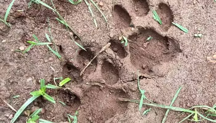 ఎర్రగుట్ట ప్రాంతంలో చిరుత సంచారం నిజమే