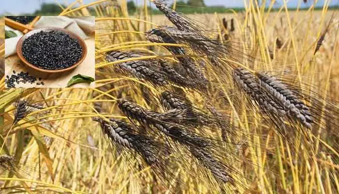 Black Wheat : ఔషధ గుణాల నల్ల గోధుమ.. ఇలా చేస్తే ఆ సమస్యలు పోయినట్టే!