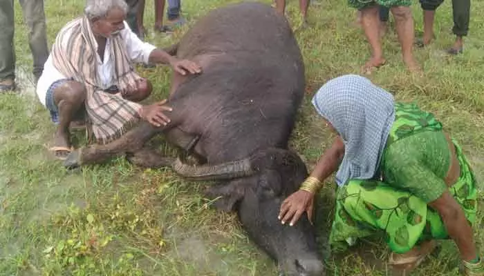 పిడుగుపాటుకు నాలుగు మేకలు,గేదె మృతి