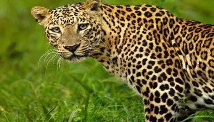 Cheetah:ఆ జిల్లాలో చిరుత పులి కలకలం