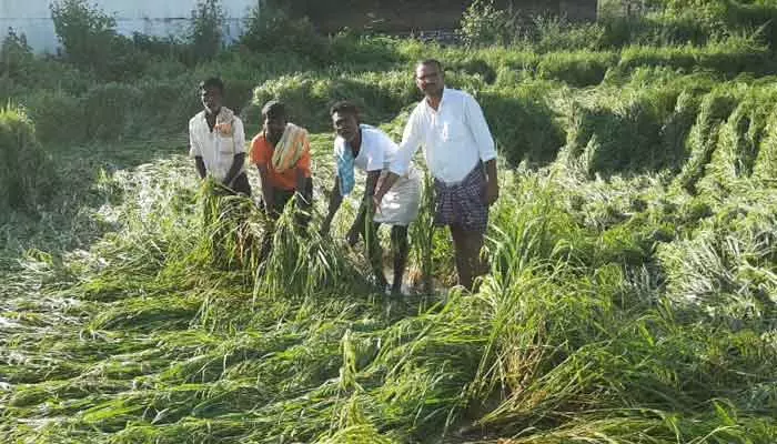 ఆశలపై నీళ్లు.. అకాల వర్షాలతో అపార నష్టం