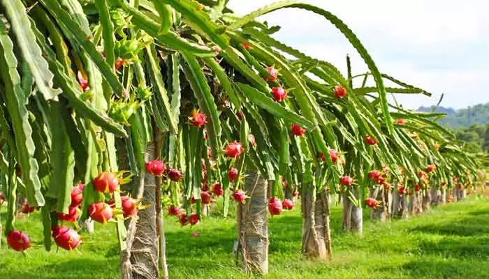 Dragon Fruit: ఈ పంటను ఒక్కసారి వేస్తే 20 ఏళ్ల వరకు లక్షల్లో ఆదాయం