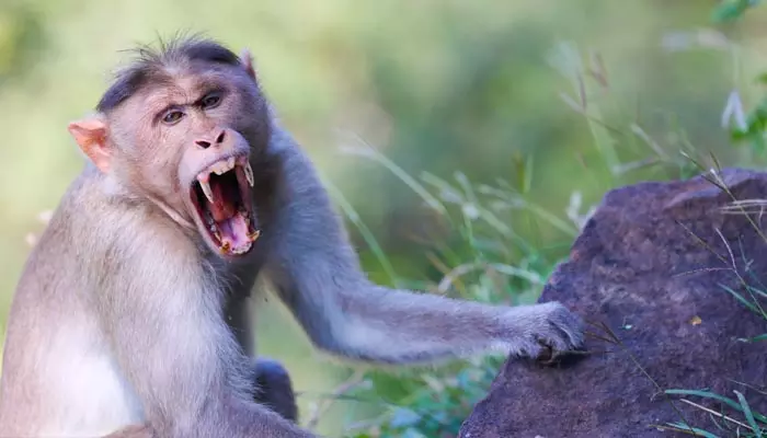 Monkeys Attack: నిర్మల్ జిల్లాలో ఘోరం.. కోతుల దాడిలో మహిళ మృతి