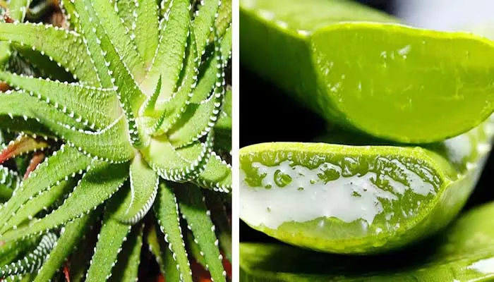 Aloe vera: అలోవెరాతో  5 అమేజింగ్ బెనిఫిట్స్.. ఏంటంటే..?