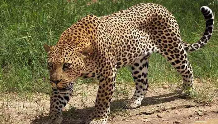 Cheetah:ఆ జిల్లాలో చిరుత పులి సంచారం నిజమే..!