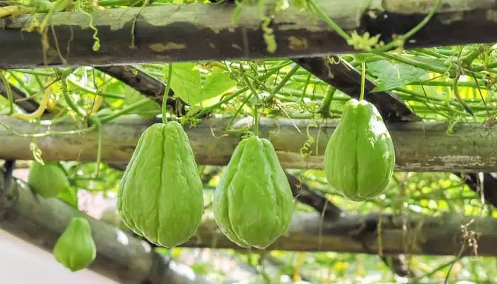 Chayote Benefits: గ్రామాల్లో దొరికే సీమ వంకాయ ప్రయోజనాలు తెలిస్తే అస్సలు వదలరు?