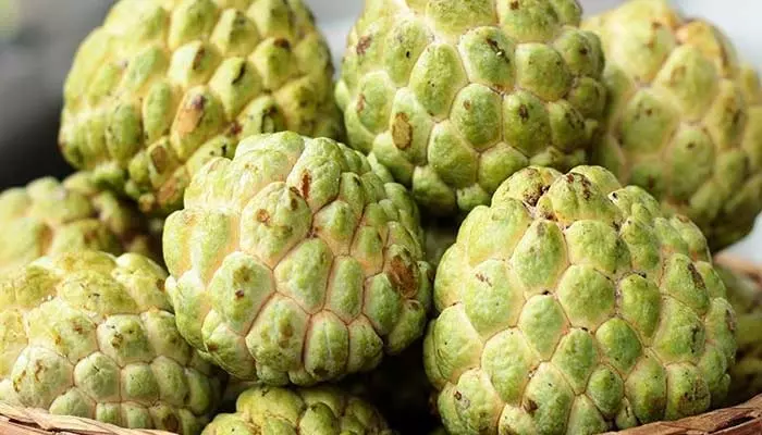 Custard Apple: ఒక్కసారి ఈ పంట వేస్తే చాలు.. ఏడాదికి రూ. 6 లక్షల ఆదాయం