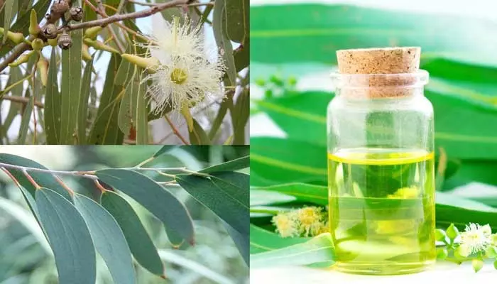 Nilgiri Oil: ఈ సమస్యలను తరిమికొట్టడంలో నీలగిరి తైలం మంచి ఔషధం..!