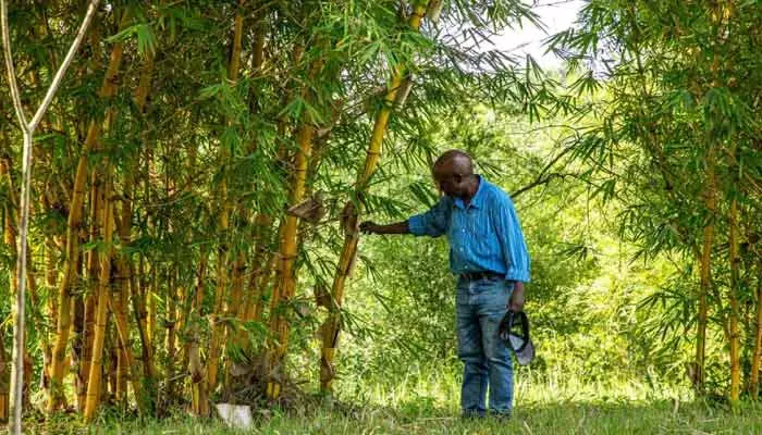 Bamboo Farming: రైతులను లక్షాధికారులను చేస్తున్న పచ్చ బంగారం సాగు.. తక్కువ పెట్టుబడితో భారీ లాభాలు