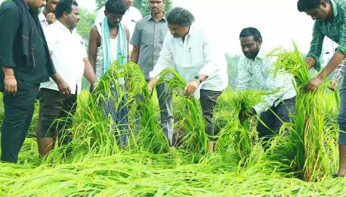 పంట దెబ్బతిన్న ప్రతీ రైతుకు పరిహారం :ఎమ్మెల్యే