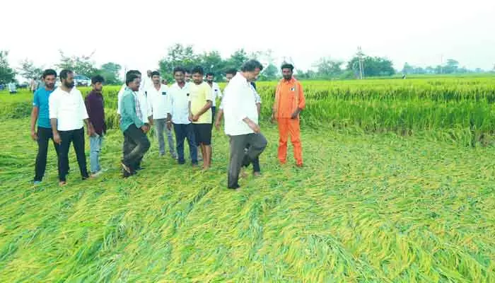 అకాల వర్షాలతో దెబ్బతిన్న పంటలు