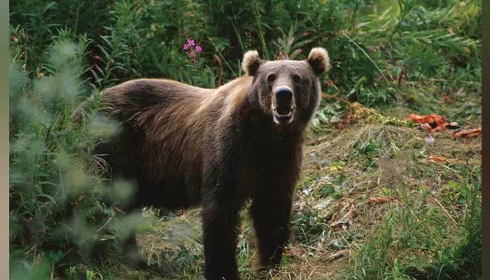 Bear Attack : పశువుల కాపరి పై ఎలుగుబంటి దాడి..