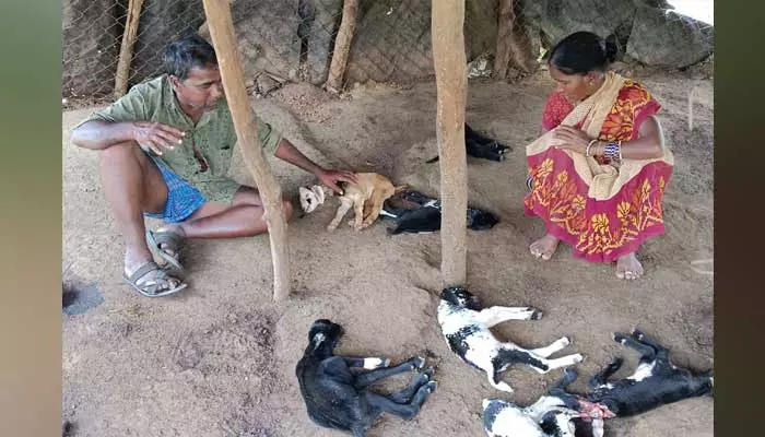 baby goats : మేక పిల్లల పై ఊర కుక్కల దాడి..