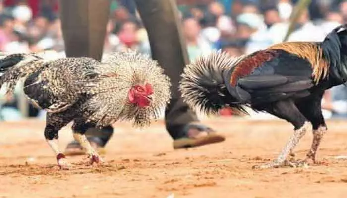 పట్టుబడిన కోడి పందాల రాయుళ్లు..