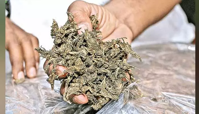 ganja : మియాపూర్ లో భారీగా గంజాయి పట్టివేత...