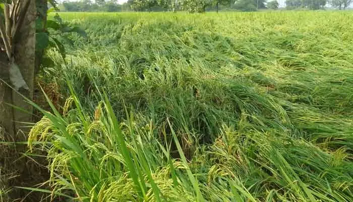 heavy rainfall : భూపాలపల్లి జిల్లాలో భారీ వర్షపాతం నమోదు