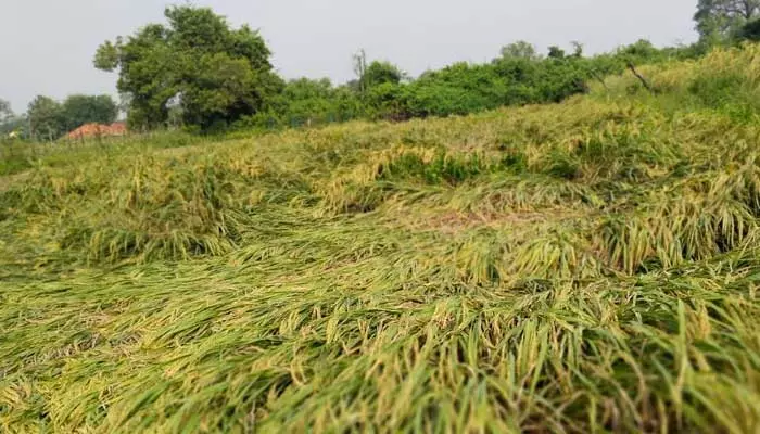 అకాల వర్షం.. పంటలు ఆగం