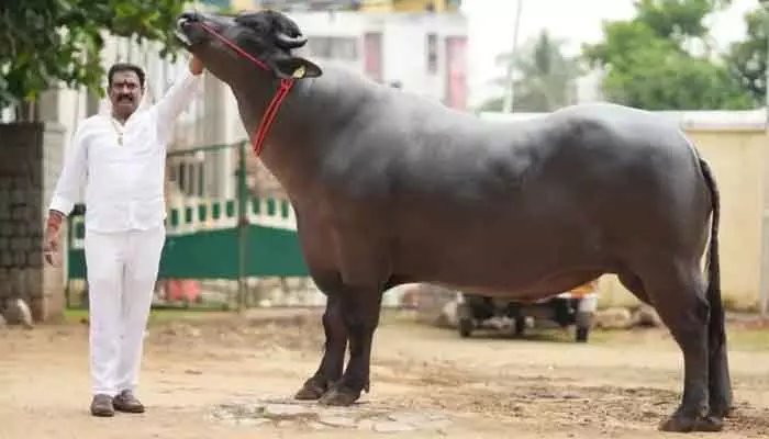 Sadar Sammelanam: నేడే సదర్ సమ్మేళనం..నగరానికి చేరుకున్న దున్నలు