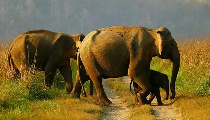 Elephants:పొలంలో మేతకు వెళ్లిన ఏనుగులు మృతి.. కారణం ఏంటంటే?