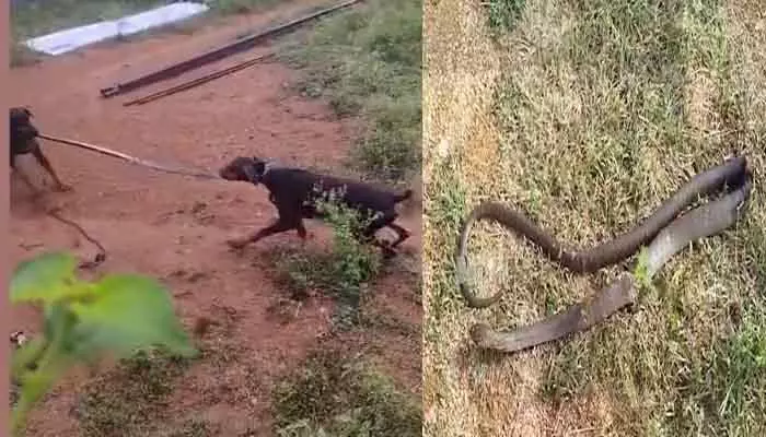 cobra snake : నాగు పామును చీల్చి చెండాడిన కుక్కలు