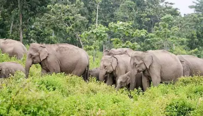 Herd of Elephants: మరోసారి ఏనుగుల మంద హల్‌చల్.. భారీగా కొబ్బరి తోట ధ్వంసం