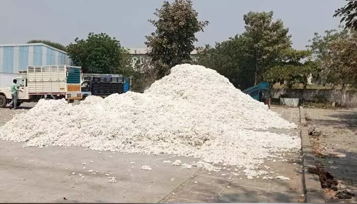 cotton price : తెల్ల బోతున్న పత్తి రైతు..