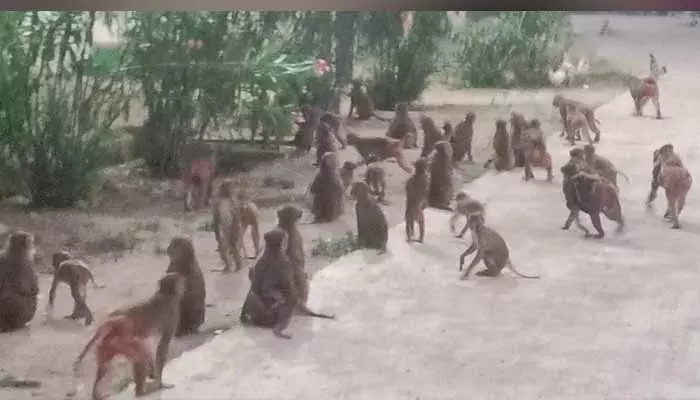 monkeys : వామ్మో.. వానర సంచారం...