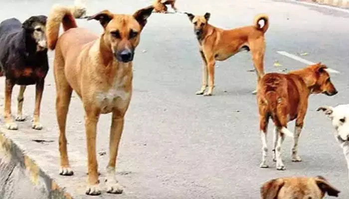 వీధి కుక్కల స్వైర విహారం.. 30 మంది పై దాడి