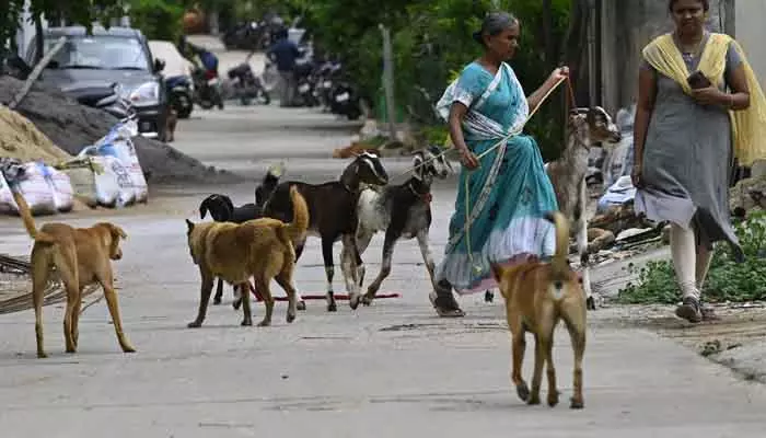 టార్గెట్ ’రేబీస్ ఫ్రీ తెలంగాణ’.. వీధి కుక్కల నియంత్రణపై స్పెషల్ ఫోకస్