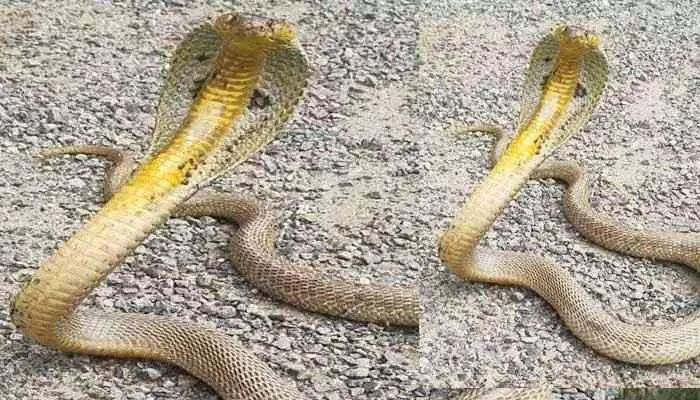 Golden cobra:బంగారు పడగ పాము.. చూడడానికి ఎగబడుతున్న స్థానికులు