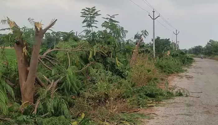 యథేచ్ఛగా హరితహారం చెట్ల నరికివేత