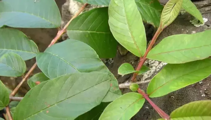 Guava Leaves: ఈ ఆకులు తింటే ఎన్ని లాభాలో తెలుసా!