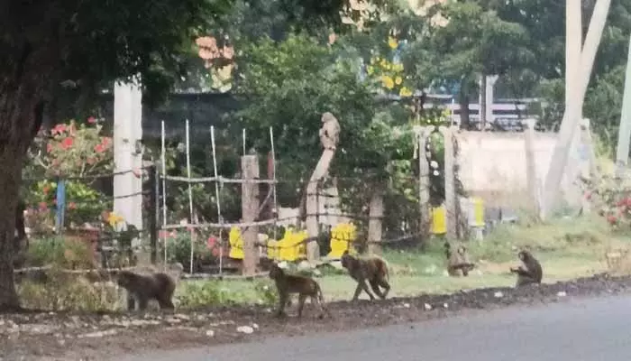 Monkeys:వానర సైన్యం.. వింత చేష్టలతో దాడులకు పాల్పడుతున్న వైనం