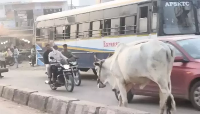 రోడ్లపై పశువుల సంచారం.. వాహనదారుల తిప్పలు