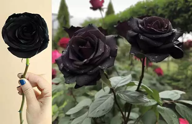 Black Roses : నల్ల గులాబీ.. ఎల్లలు దాటీ..