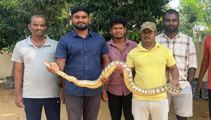 పామిరెడ్డిపల్లిలో కొండచిలువ కలకలం