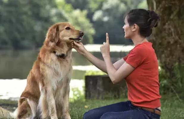 Pet dogs : కుక్కల తెలివి మామూలుగా ఉండదు! లోతైనా పదాలనూ అర్థం చేసుకుంటాయ్!!