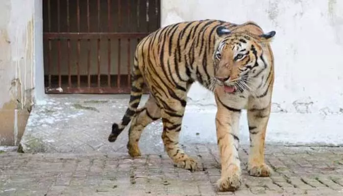 Royal Bengal Tiger : తిరుపతి జూలో రాయల్ బెంగాల్ టైగర్ మృత్యువాత